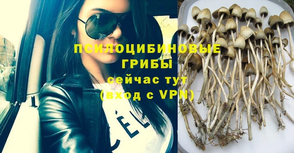 apvp Алзамай